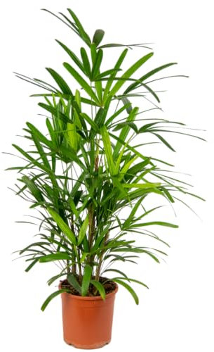 Palmera Bambú Natural Rhapis Excelsa Planta Resistente y Fácil de Mantener