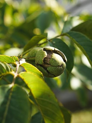 Direct Plants Juglans Regia English Walnut Nut Fruit Tree 5-6ft Tall Supplied in a 7.5 Litre Pot