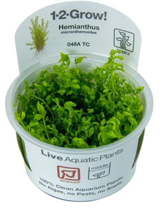 Tropica Hemianthus micranthemoides 1-2-GROW