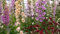 PLAT Firm SEMI DI GERMINAZIONE: Mixte Fingerhut Samen, en vrac-Fingerhut, Erbstück Blumensamen, Hoch Spikes, 500+
