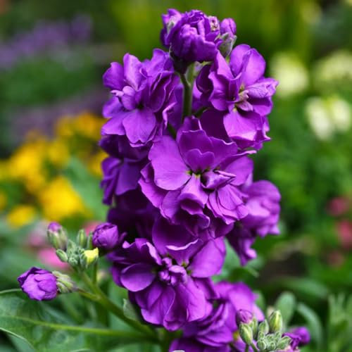 300 Pc Semi Di Piante Viola Africana, Piccoli Regali, Semi Di Piante Semi Di Piante D'Appartamento Viola, Violetta - Matthiola Incana - Mix Di Semi Di Fiori, Regalo Di Piante, Piante