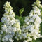Edelflieder 'Dentelle d'Anjou'