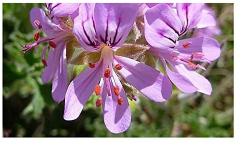 Pcs - 3x Pelargonium Capitatum Jardin Plantes - Graines B2215 - Seeds & Plants Shop by Ipsa