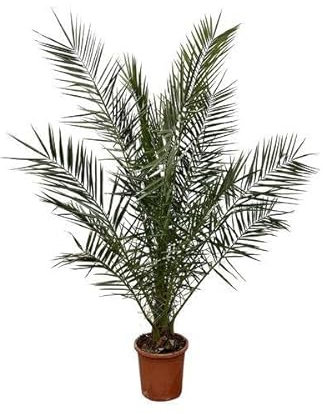 Kanarische Dattelpalme - Phoenix Canariensis - 180cm- Ø25cm