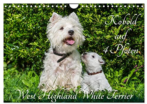 Kobold auf 4 Pfoten - West Highland White Terrier (Wandkalender 2025 DIN A4 quer), CALVENDO Monatskalender: West Highland White Terrier begleiten auf bezaubernden Fotos durch das Jahr (CALVENDO Tiere)