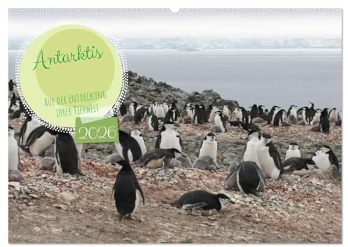 Antarktis Auf der Entdeckung ihrer Tierwelt (Wandkalender 2026 DIN A2 quer), CALVENDO Monatskalender: Entdecken Sie den fabelhaften Kontinent Antarktis. (CALVENDO Tiere)