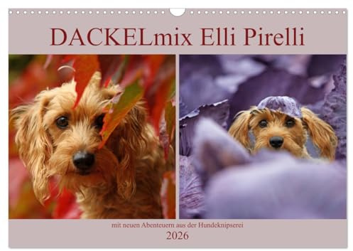 DACKELmix Elli Pirelli (Wandkalender 2026 DIN A3 quer), CALVENDO Monatskalender: mit neuen Abenteuern aus der Hundeknipserei (CALVENDO Tiere)