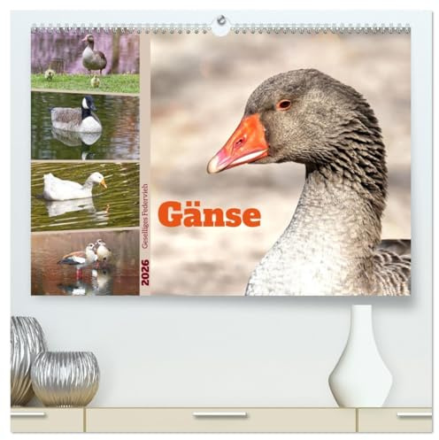 Gänse, geselliges Federvieh (hochwertiger Premium Wandkalender 2026 DIN A2 quer), Kunstdruck in Hochglanz: Vier Gänsearten, zwölf bezauberne Fotos (CALVENDO Tiere)
