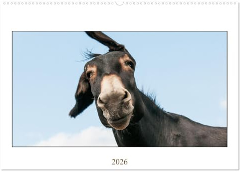 Esel Lebensfreude - Spaß mit Langohren (Wandkalender 2026 DIN A2 quer), CALVENDO Monatskalender: Besonders faszinierende Esel Fotos (CALVENDO Tiere)