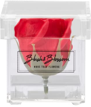 Blush & Blossom Rosenblüte in transparenter Box, Passion