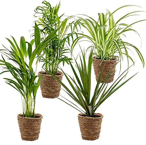 Bloomique - 4er-Mix - Luftreinigende Pflanzen - Dracaena - Dypsis - Chamaedorea - Chlorophytum - Zimmerpflanzen - Höhe 20-40 cm - Rattankorb 12 cm