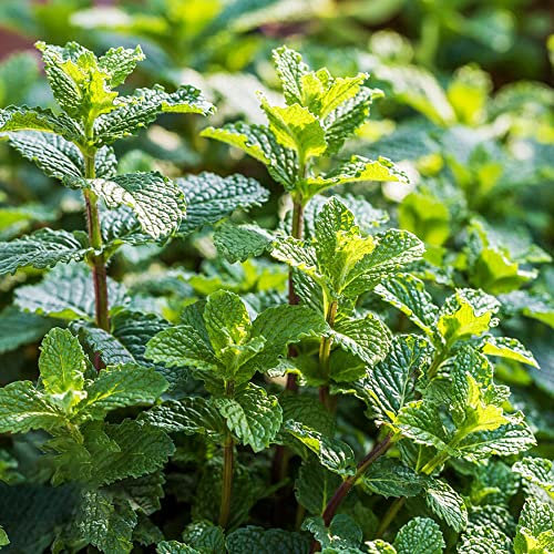 Semillas Hierbabuena Plantas De Hierbas Menta JardíN Hierbas Plantas De BalcóN Plantas Perennes Plantas De JardíN Perennes Resistentes Semillas Hierbas Silvestres Menta OrgáNica 200 Semillas De Menta