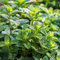 Semillas Hierbabuena Plantas De Hierbas Menta JardíN Hierbas Plantas De BalcóN Plantas Perennes Plantas De JardíN Perennes Resistentes Semillas Hierbas Silvestres Menta OrgáNica 200 Semillas De Menta