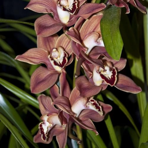Anmut,Mehrjährige ist winterhart,schnittblumen,Selten,Cymbidium,Schnelles Wachstum-Seltene,mit Auffälligen Blüten.-5Wurzel-D