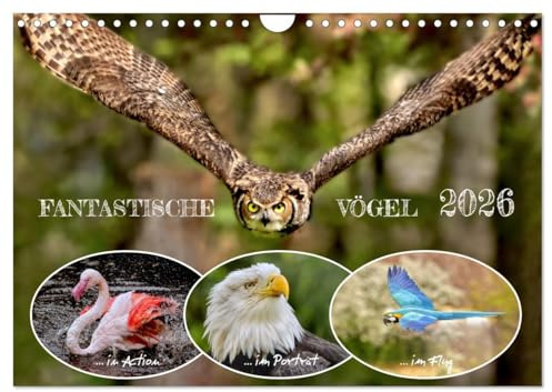 Fantastische Vögel (Wandkalender 2026 DIN A4 quer), CALVENDO Monatskalender: Vögel in majestätischen Flugaufnahmen und Porträts. (CALVENDO Tiere)