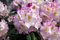 Rhododendron 'Brigitte' INKARHO-R, 40-50cm, winterhart & kalktolerant, blühende Gartenpflanze, rosa Blüten