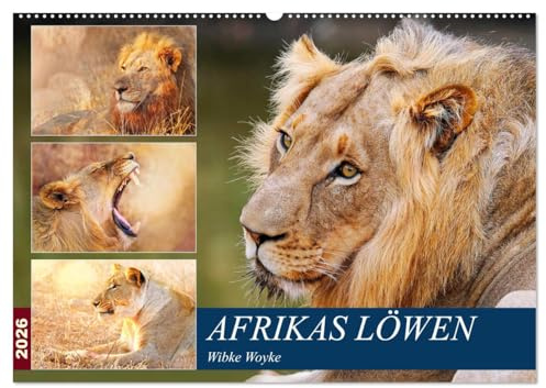 Afrikas Löwen 2026 (Wandkalender 2026 DIN A2 quer), CALVENDO Monatskalender: Löwen fotografiert in ihrem natürlichen Lebensraum (CALVENDO Tiere)