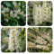 150 piezas semillas de plantas de laurel cerezo, arbustos de hoja perenne resistentes Prunus laurocerasus, plantas exóticas resistentes semillas flores productos sostenibles Plantas