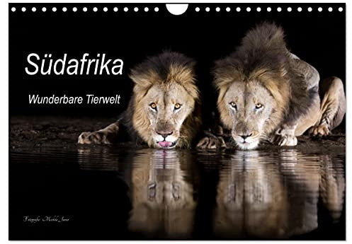 Südafrika wunderbare Tierwelt (Wandkalender 2026 DIN A4 quer), CALVENDO Monatskalender: Einblick in die Tierwelt Südafrikas (CALVENDO Natur)