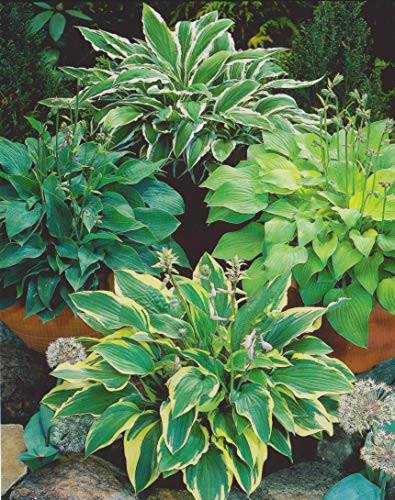 5 gemischte Funkien Hosta5 Wurzelstücke Staude Funkie