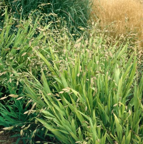 Plattährengras im Topf Chasmanthium latifolium winterhart mehrjährig | 60-120 cm, überhängend, grüne Ähren Juli bis September, sonnig bis halbschattig, Beete und Kübel, winterhart bis -23 °C