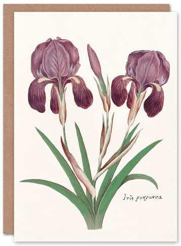 Artery8 Anselmus de Boodt Art Card Purple Iris Germanica Flower