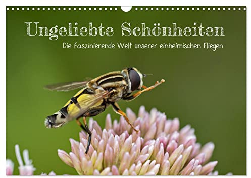 Ungeliebte Schönheiten - die faszinierende Welt unserer heimischen Fliegen (Wandkalender 2026 DIN A3 quer), CALVENDO Monatskalender: Niemand mag sie: ... wenn man nur genau hinsieht (CALVENDO Tiere)