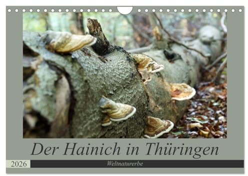 Der Hainich in Thüringen - Weltnaturerbe (Wandkalender 2026 DIN A4 quer), CALVENDO Monatskalender: Der Nationalpark Hainich - das Herzstück der Urwaldkulisse in Thüringen (CALVENDO Natur)