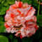 Kalash Neue 100 PCS Frische Geranie Blumensamen für Garten Orange weiß