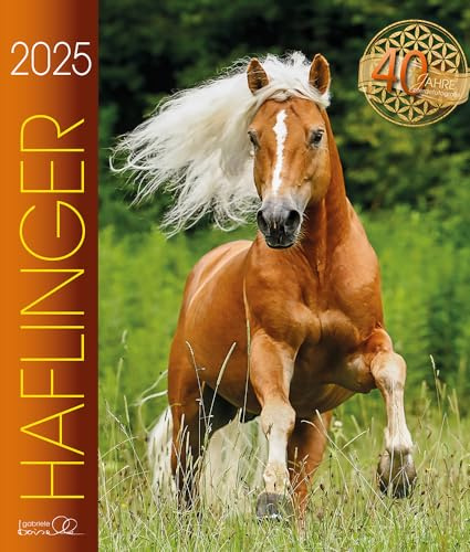 Haflinger 2025: Haflinger Pferde