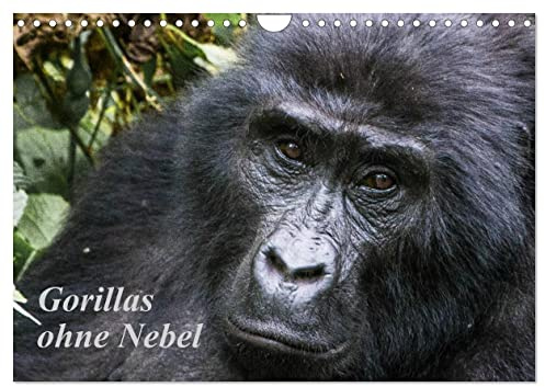 Gorillas ohne Nebel (Wandkalender 2026 DIN A4 quer), CALVENDO Monatskalender: Gorillabilder aus dem Bwindi-Nationalpark, Uganda (CALVENDO Tiere)