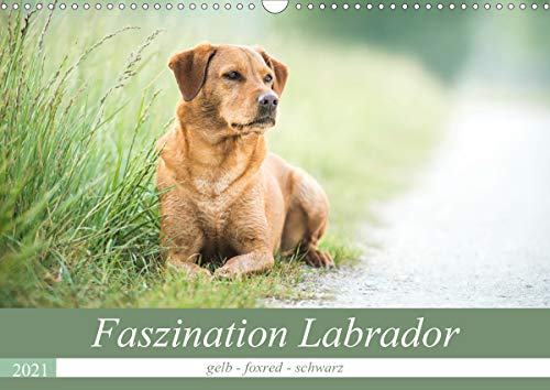 Faszination Labrador - gelb, foxred, schwarz (Wandkalender 2021 DIN A3 quer): Natur und Labrador - in Feld, Wiese und Wasser (Monatskalender, 14 Seiten ) (CALVENDO Tiere)