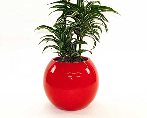 Elegant Einrichten Pflanzkübel Fiberglas Ball D40xH32cm Hochglanz rot