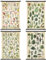 Lewtemi Vintage-Poster, Natur, botanische Wandkunst, Wildblumen, Blätter, Heilkräuter, Bäume, Wandbehang, Poster, Drucke, Pflanzen, Diagramm, Poster für Klassenzimmer, 39 x 60 cm (Retro, grüne