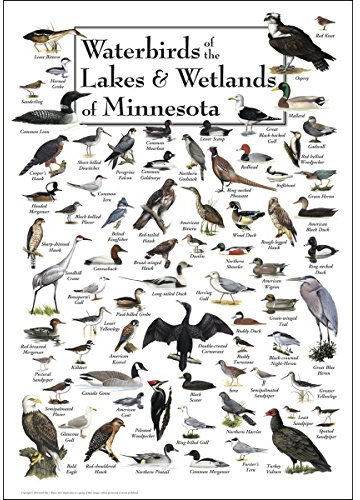 Poster Waterbirds of the Lakes & Wetlands of Minnesota