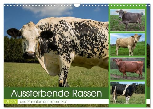 Aussterbende Rassen und Raritäten (Wandkalender 2026 DIN A3 quer), CALVENDO Monatskalender: Aussterbende Kuhrassen (CALVENDO Tiere)