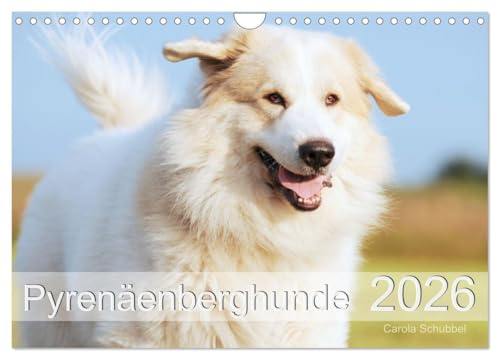 Pyrenäenberghunde (Wandkalender 2026 DIN A4 quer), CALVENDO Monatskalender: Pyrenäenberghunde auch liebevoll Patou genannt (CALVENDO Tiere)