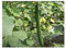 Stk - 5x Flügelgurke Luffa acutangula Thai Gemüse Pflanzen - Samen A239 - Seeds & Plants Shop by Ipsa