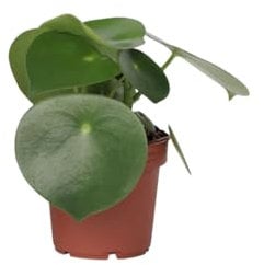 Plant in a Box - Peperomia a Foglia Cuore - Peperomia Polybotrya - Altezza 20-30cm - Pot 12cm - Pianta da interno - Verde