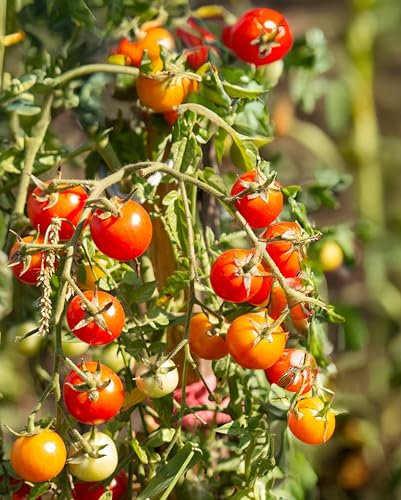Seedeo® Wildtomate Rote Murmel (Solanum pimpinellifolium) BIO
