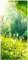 Wallario Selbstklebende Türtapete Pusteblumen im Wald mit einfallenden Sonnenstrahlen - Türposter 93 x 205 cm Abwischbar, rückstandsfrei zu entfernen