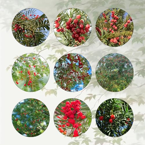 200 Pcs Taxus Baccata Samen - Eibe - Zimmerpflanzen Echt Samen Bonsai Baum, Nachhaltige Geschenke Bonsaibaum, Pflanzen Züchten Winterharte Pflanzen Für Garten Exotische Pflanzen Winterhart