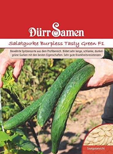 Gurken (Salatgurke Burpless Tasty)