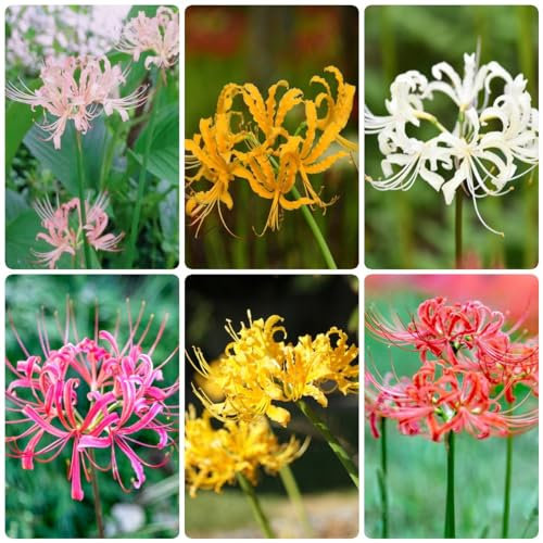 18 bulbi resistenti al giglio di ragno, sostenibili per le donne prato fiorito Lycoris radiata - bulbo di fiori sanguigno serra balcone decorazione tuberi fiori bulbi di fior