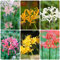 18 bulbi resistenti al giglio di ragno, sostenibili per le donne prato fiorito Lycoris radiata - bulbo di fiori sanguigno serra balcone decorazione tuberi fiori bulbi di fior