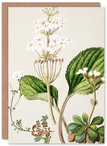 Artery8 Sarah Featon Art Card New Zealand Ourisia Flowering Plant
