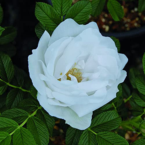 Gufo della Neve®, rosa viva rugosa di Rose Barni®, rosa in vaso antica rifiorente, con ricca fioritura a fiore semi-doppio di colore bianco puro, cod. 75108.