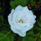 Gufo della Neve®, rosa viva rugosa di Rose Barni®, rosa in vaso antica rifiorente, con ricca fioritura a fiore semi-doppio di colore bianco puro, cod. 75108.