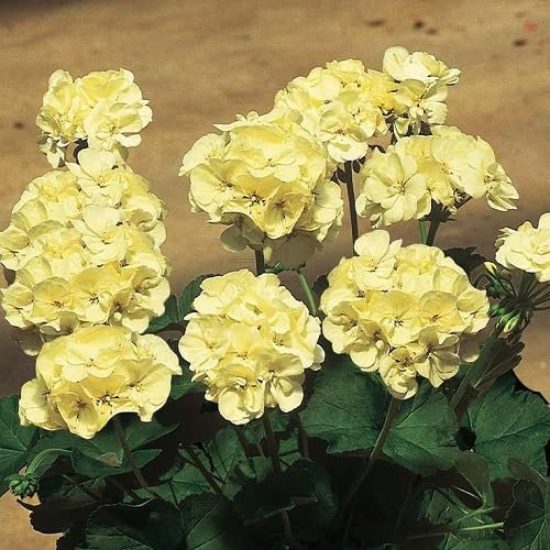 100pcs Yellow Ivy Geranium Flower Seeds
