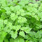 Cerfeuil Commun - Anthriscus cerefolium - 8000 Graines